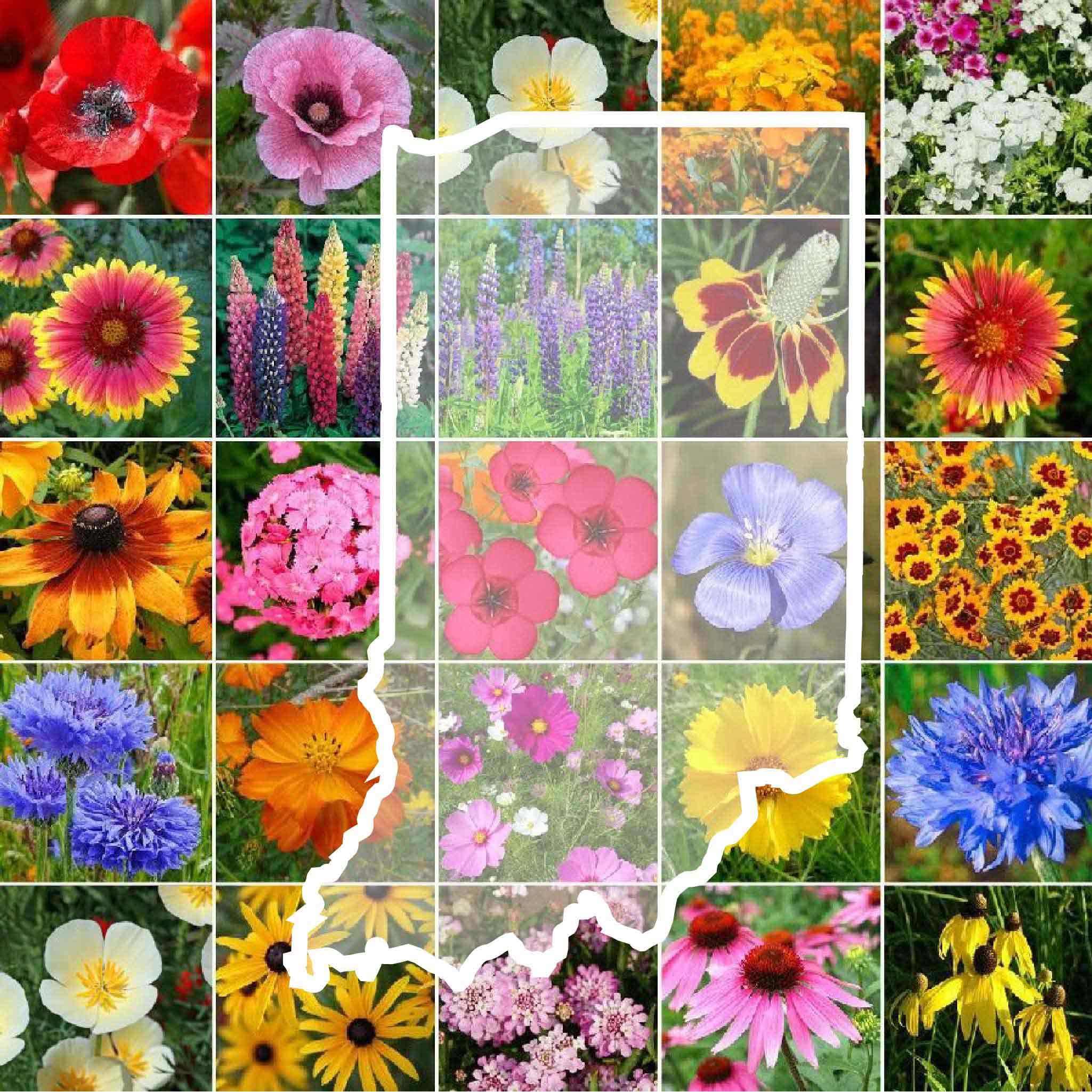 Eden Brothers Indiana wildflower seeds seed bag ready for pollinator-friendly planting