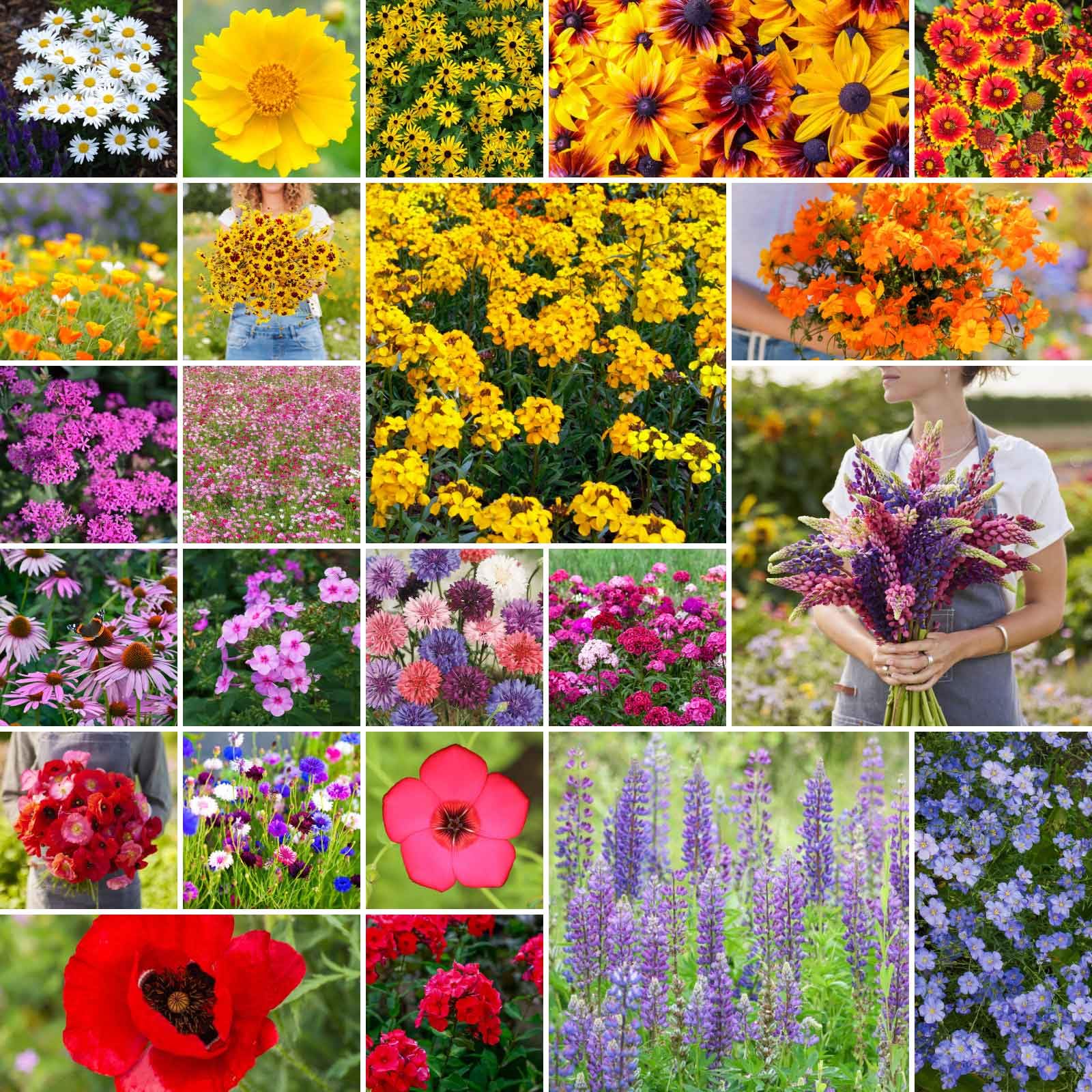 Eden Brothers Northeast wildflower seeds pack close-up for a pollinator-friendly garden