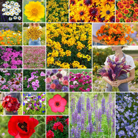 Eden Brothers Northeast wildflower seeds pack close-up for a pollinator-friendly garden