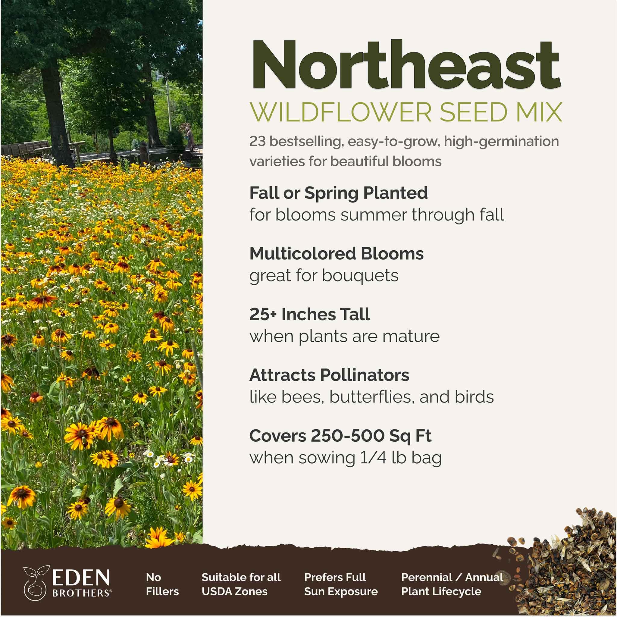 Eden Brothers seeds germinating in a sunlit bed with vibrant mixed blooms
