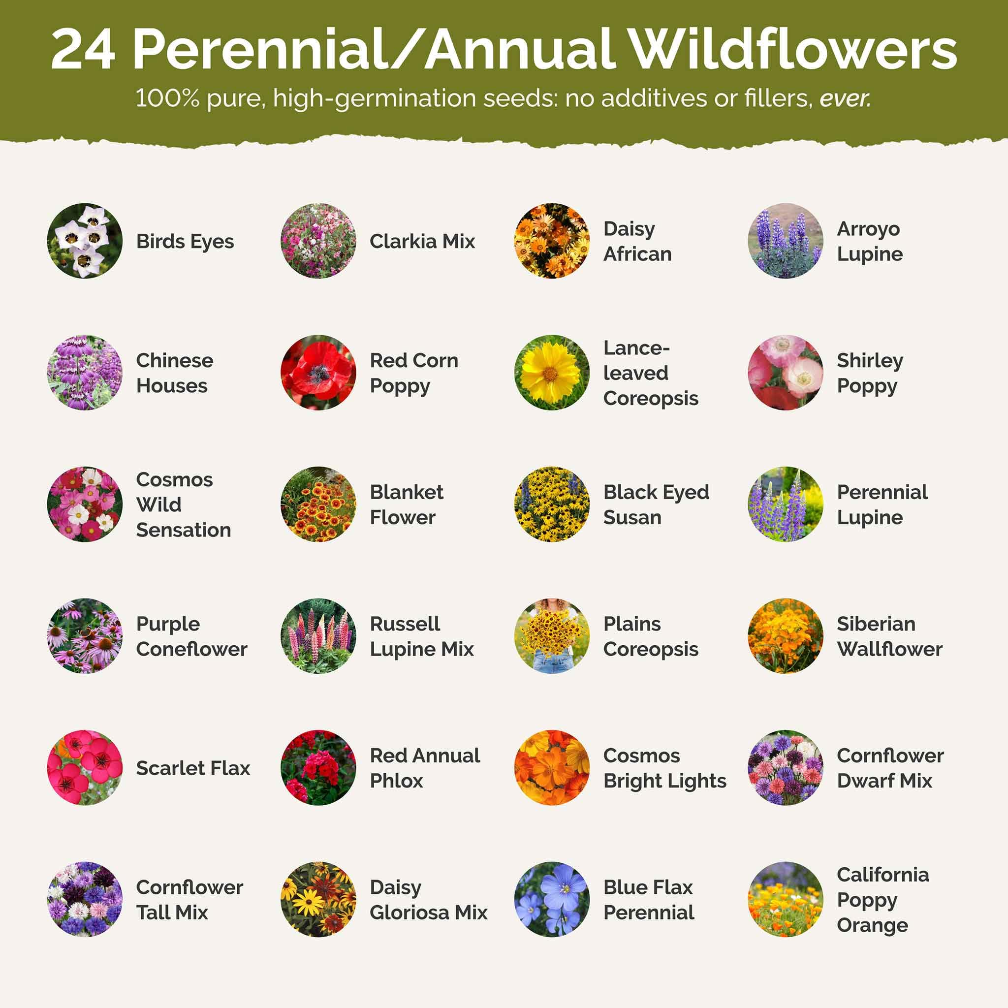 Garden plot with Oklahoma Wildflower Mix showing colorful blooms.