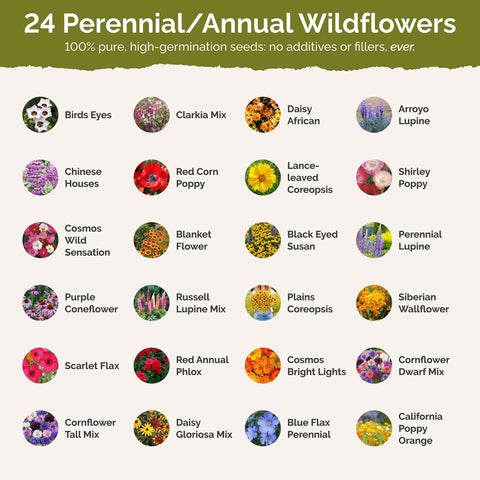 Garden plot with Oklahoma Wildflower Mix showing colorful blooms.