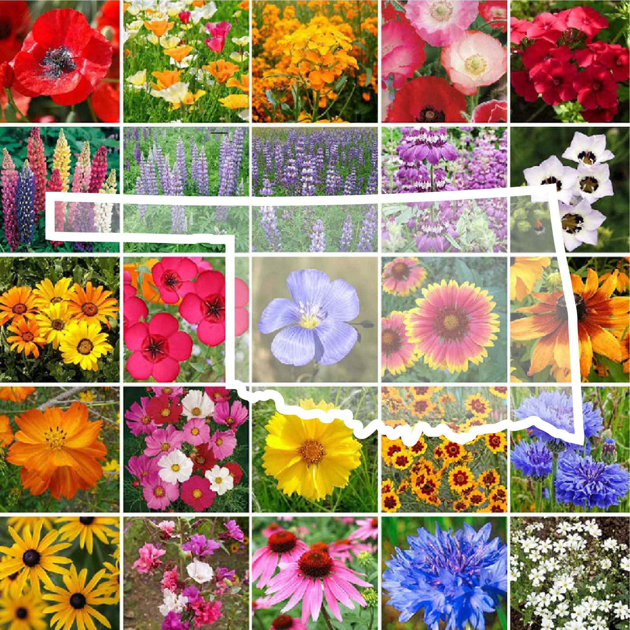 Eden Brothers Oklahoma Wildflower Mix seeds in a bottle, ready for spring planting and pollinators.