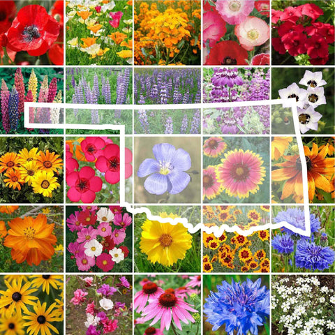 Eden Brothers Oklahoma Wildflower Mix seeds in a bottle, ready for spring planting and pollinators.