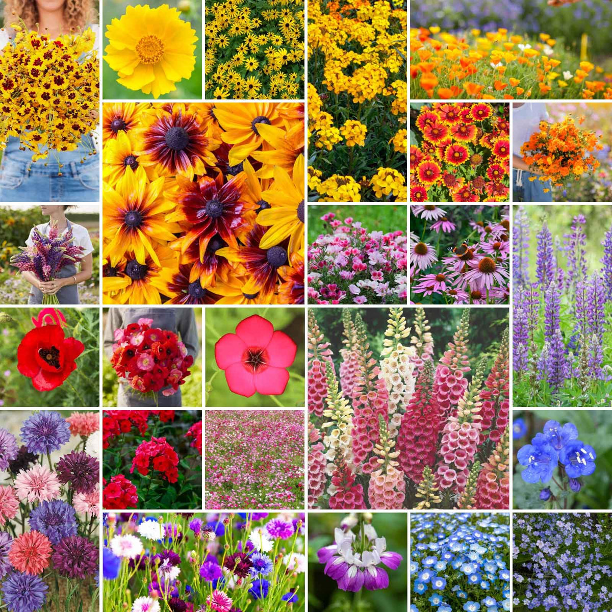 Eden Brothers Pacific Northwest mix with cornflower bloom attracts pollinators.