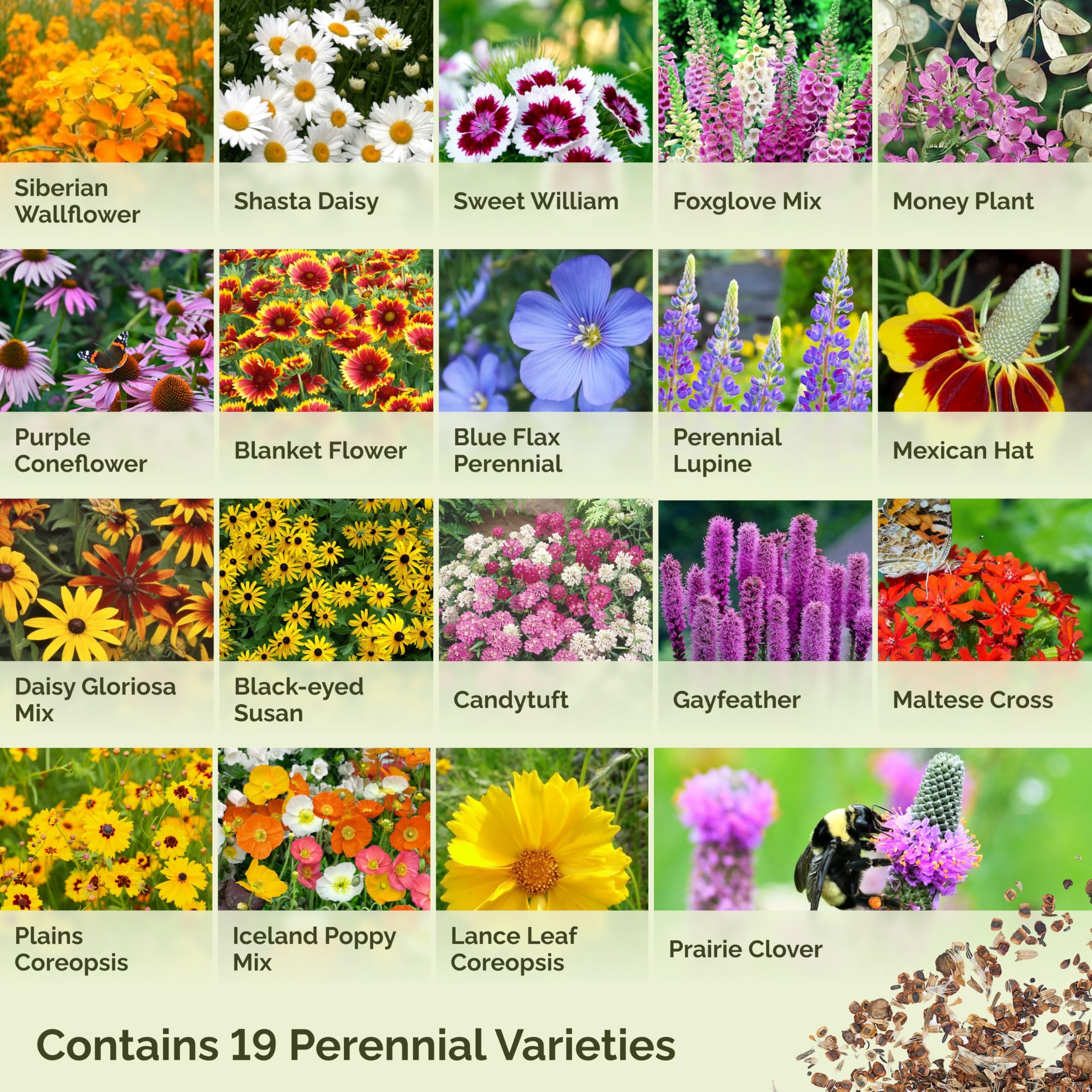 Pollinator garden seed mix by Eden Brothers attracts bees and butterflies.