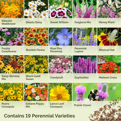 Pollinator garden seed mix by Eden Brothers attracts bees and butterflies.