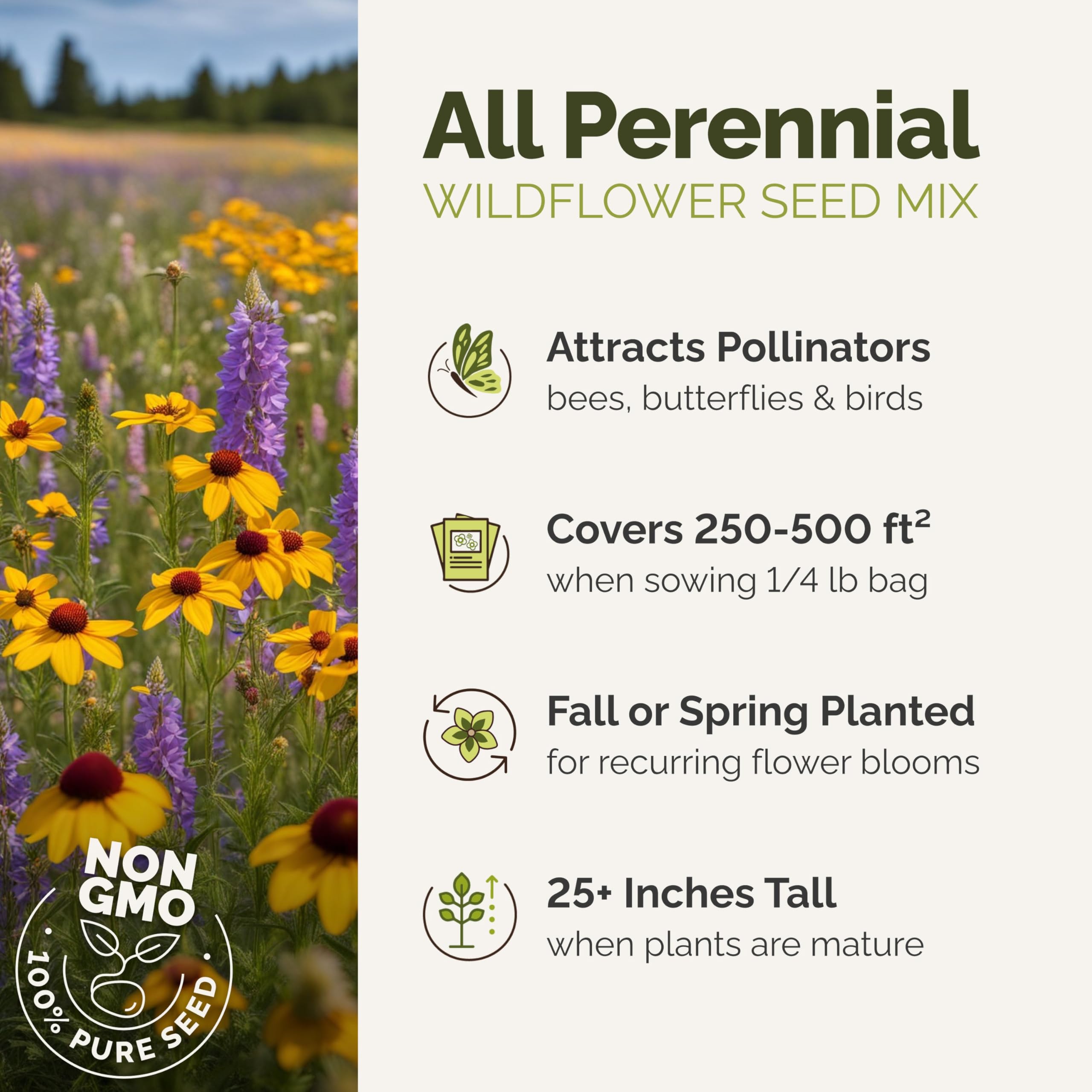 Shasta Daisy and lupine blooms from Eden Brothers mix brighten borders.