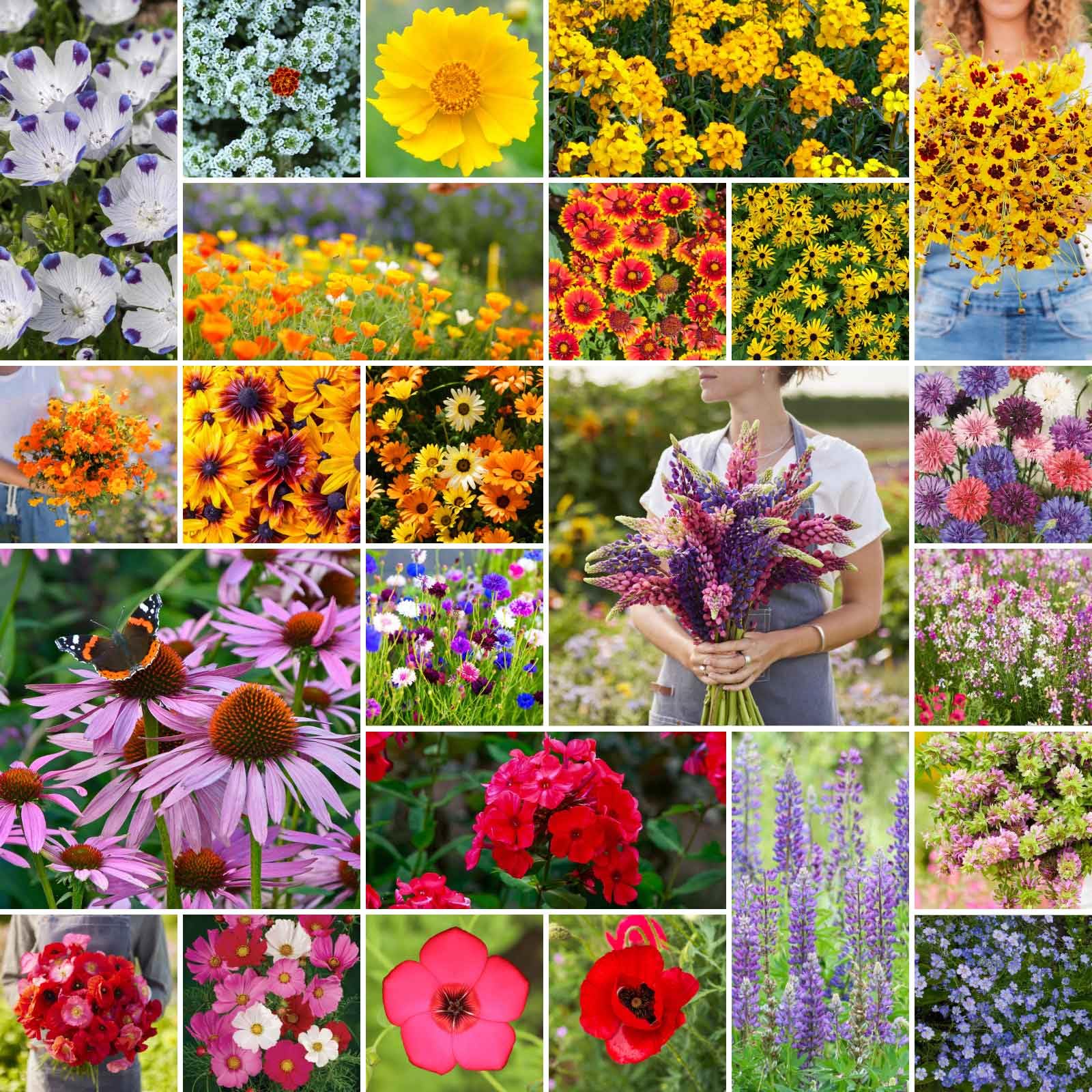 Eden Brothers Southeast Wildflower Seeds pack shot for a pollinator garden