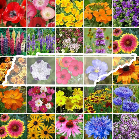 Eden Brothers Tennessee wildflower seeds bag closeup showing quality for planting.