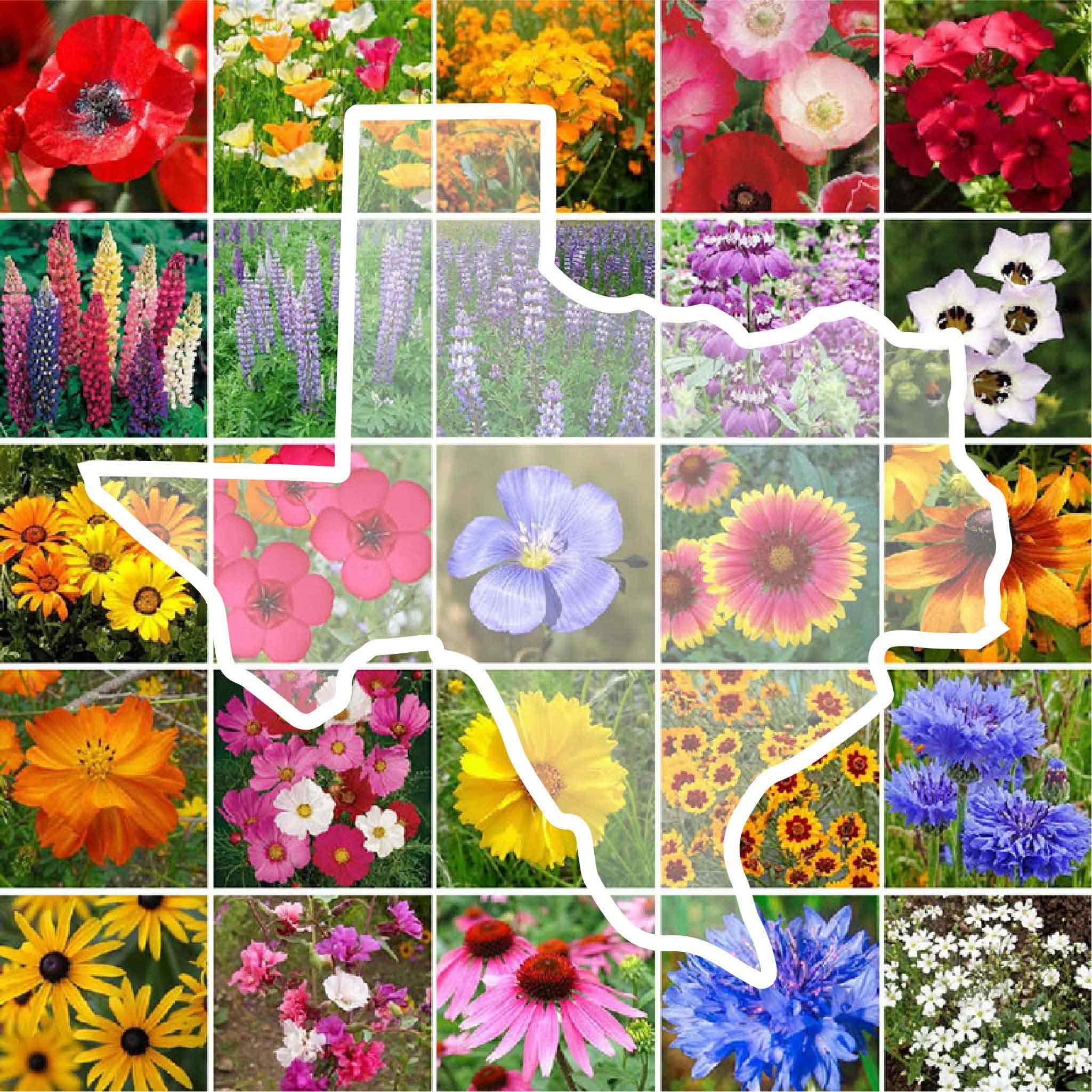 Eden Brothers Texas Wildflower Seeds pack front shows 24 species for pollinator-friendly gardens.