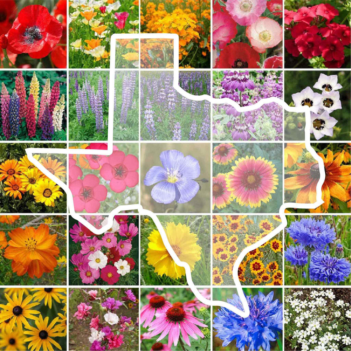 Eden Brothers Texas Wildflower Seeds pack front shows 24 species for pollinator-friendly gardens.