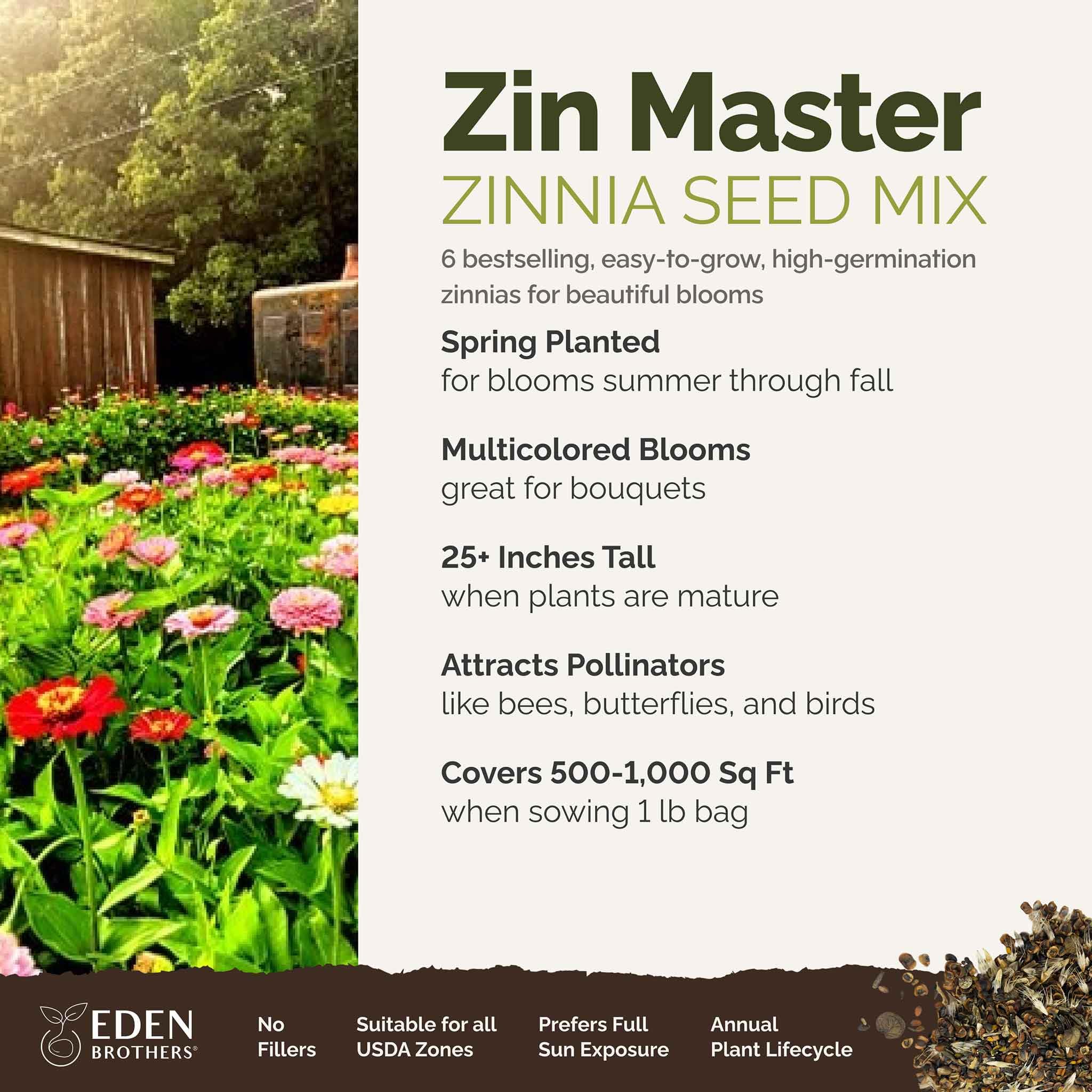 Eden Brothers Zin Master California Giant zinnia close-up for bold garden color