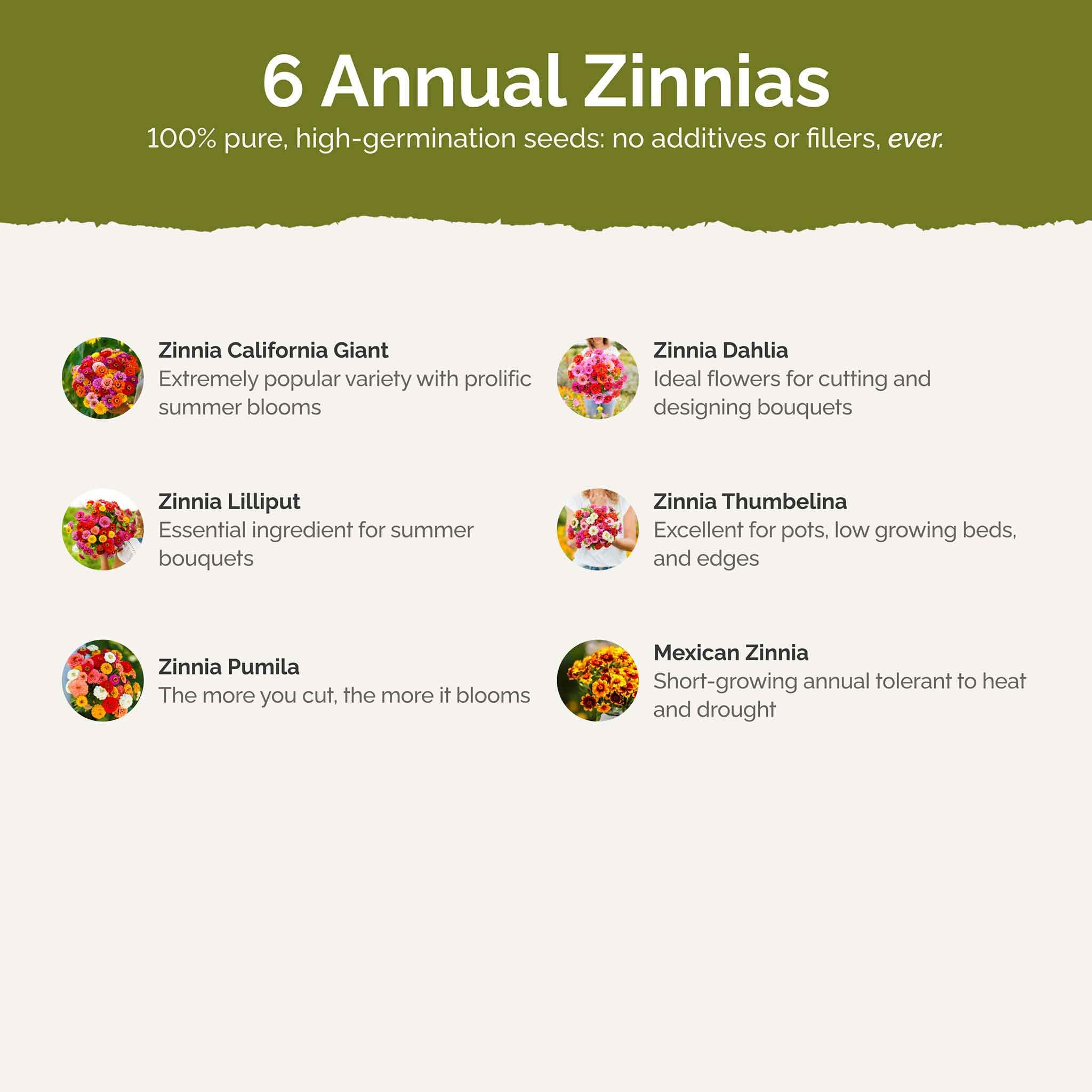 Eden Brothers Zin Master dahlia-flowered zinnia variety adds dramatic color