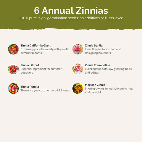 Eden Brothers Zin Master dahlia-flowered zinnia variety adds dramatic color