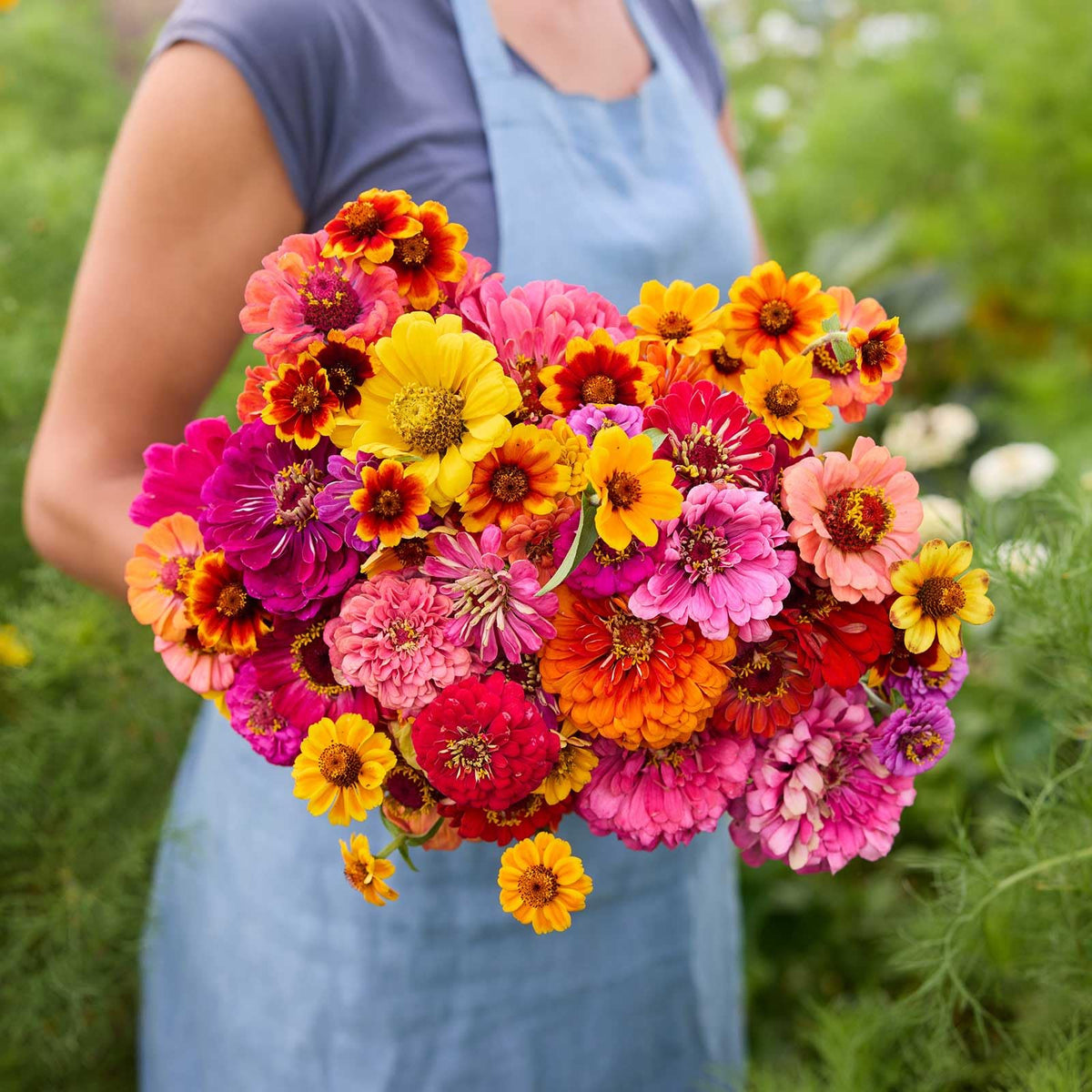 Eden Brothers Zin Master seed mix bag showing vibrant garden blooms for sunlit borders