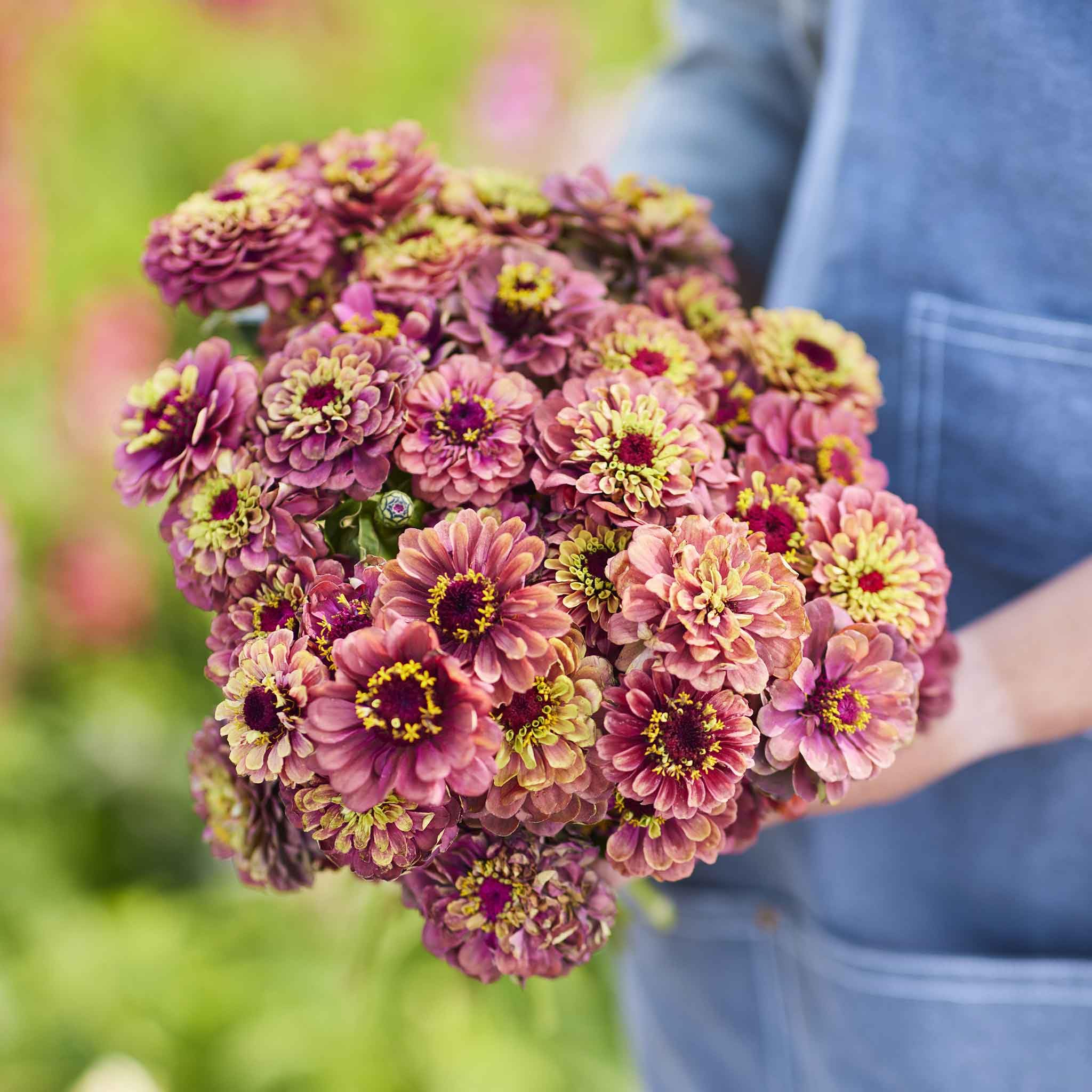 Eden Brothers zinnia ombre magenta blooms ready for cut flowers.