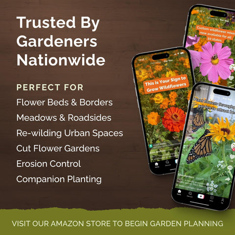 Eden Brothers zinnia tall stems up to 40 inches create dramatic garden accents.