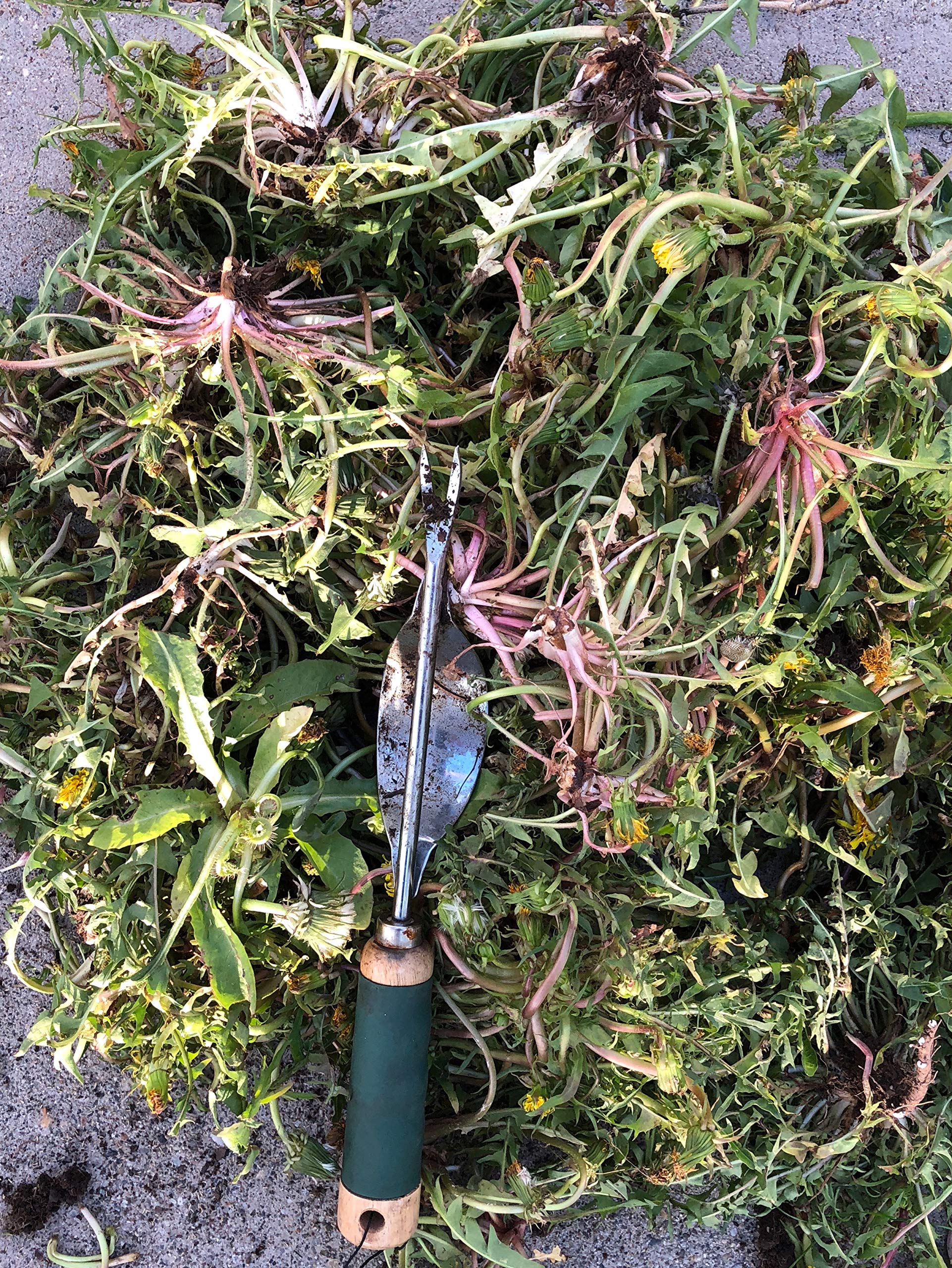 Edward Tools weeding tool shows deep V nose reaching roots for thorough removal.