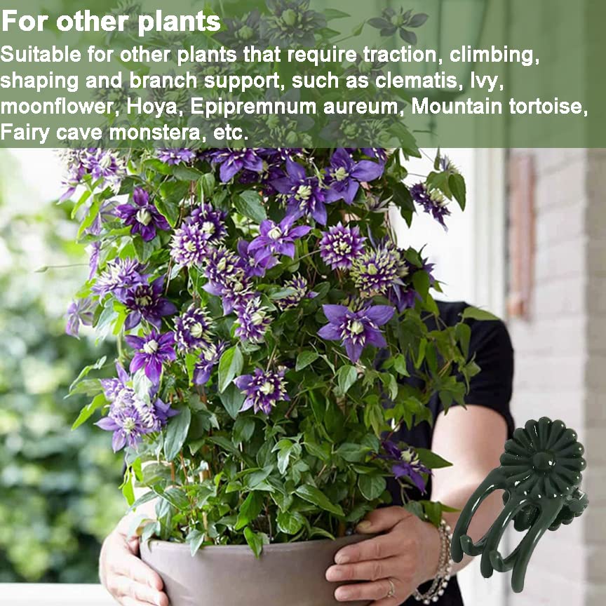 EESC2Y orchid clips ideal for small to medium plants needing climbing support