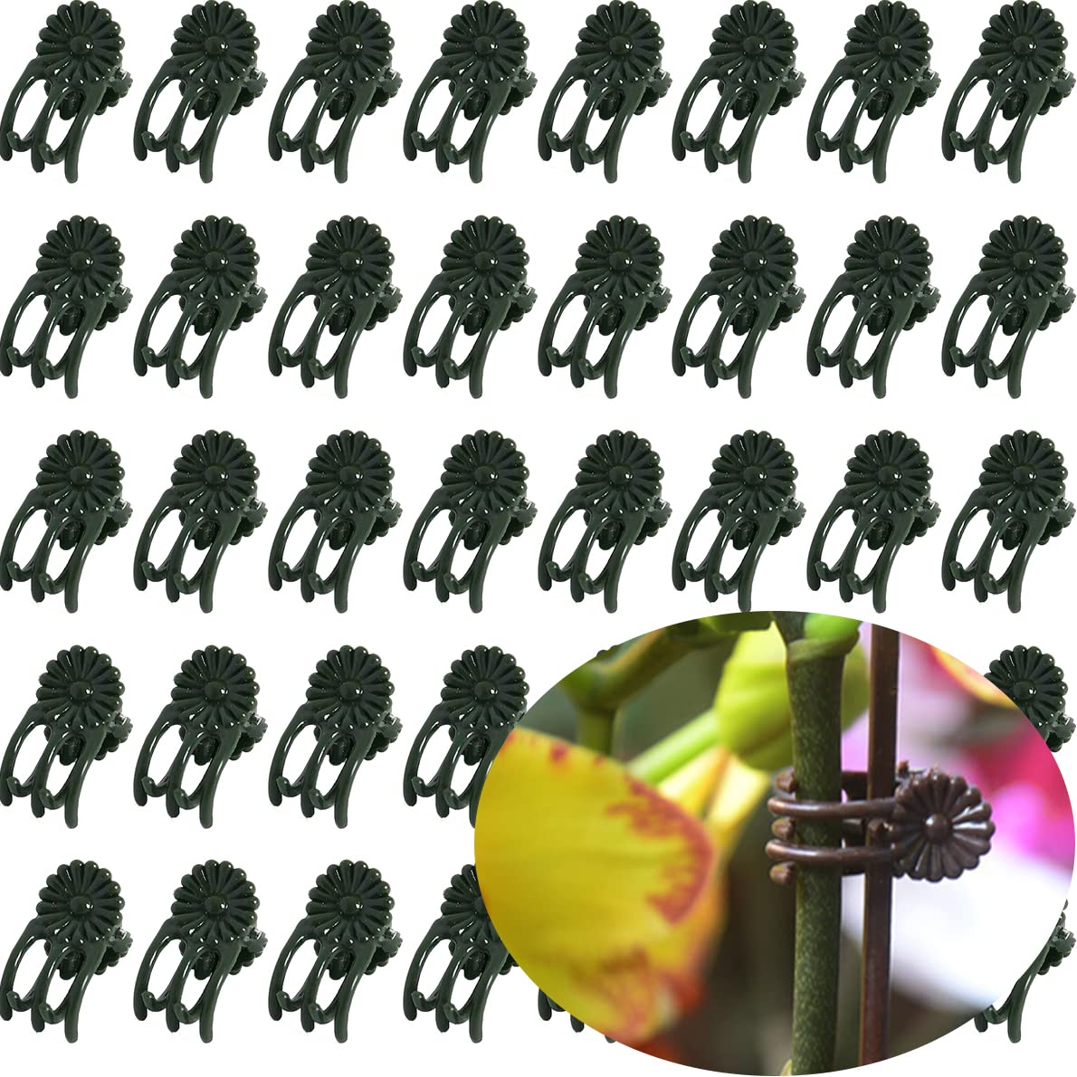 EESC2Y orchid clips secure the stake between pegs to avoid pinching and support upright growth
