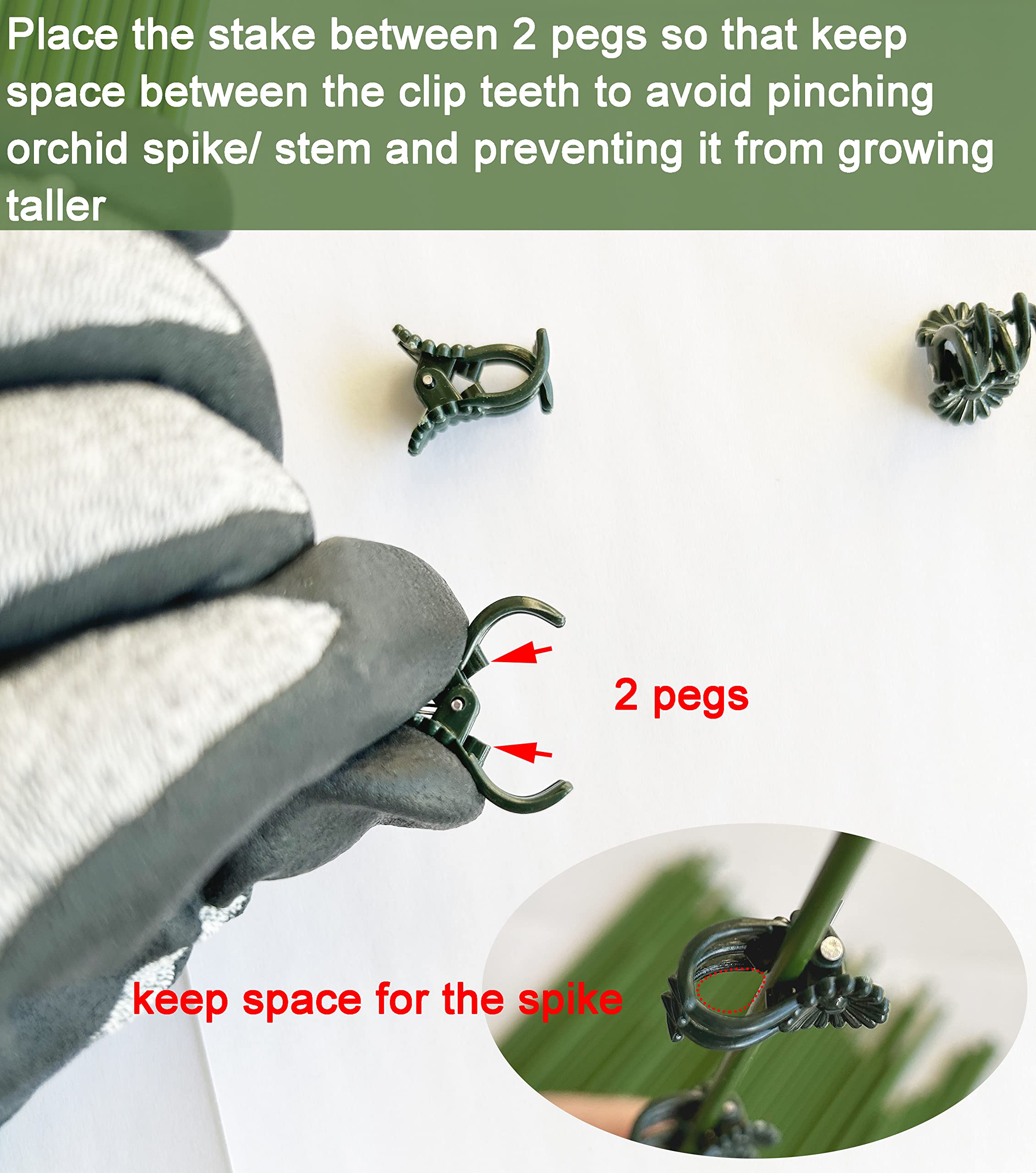 EESC2Y orchid clips provide steady support for upright growth toward sunlight