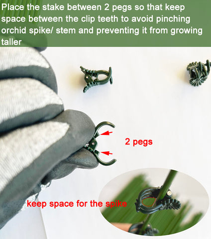 EESC2Y orchid clips provide steady support for upright growth toward sunlight