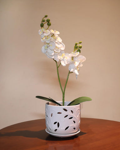 EFISPSS gift-ready packaging for orchid lovers and plant enthusiasts.