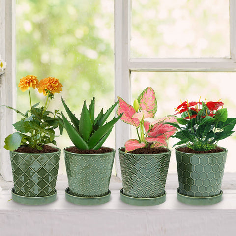 EFISPSS planter set on a windowsill brightens living spaces.