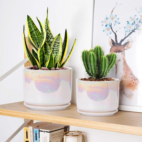 EFISPSS table-top display enhances indoor greenery with a modern glaze.