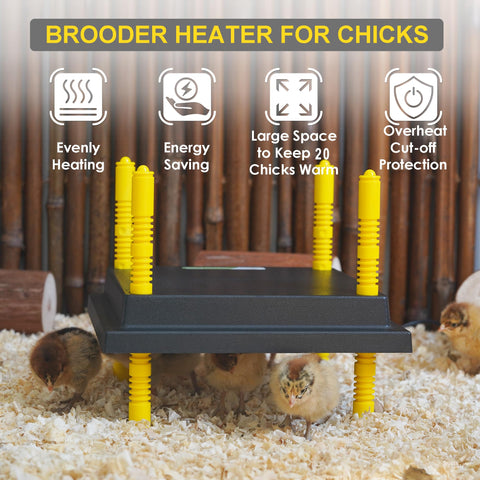 Eggluuz brooder plate with chicks under heat supports comfort