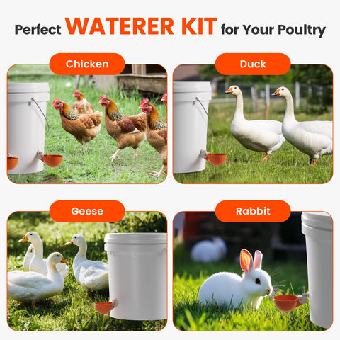 Eggluuz chicken coop hydration solution supports flock drinking needs