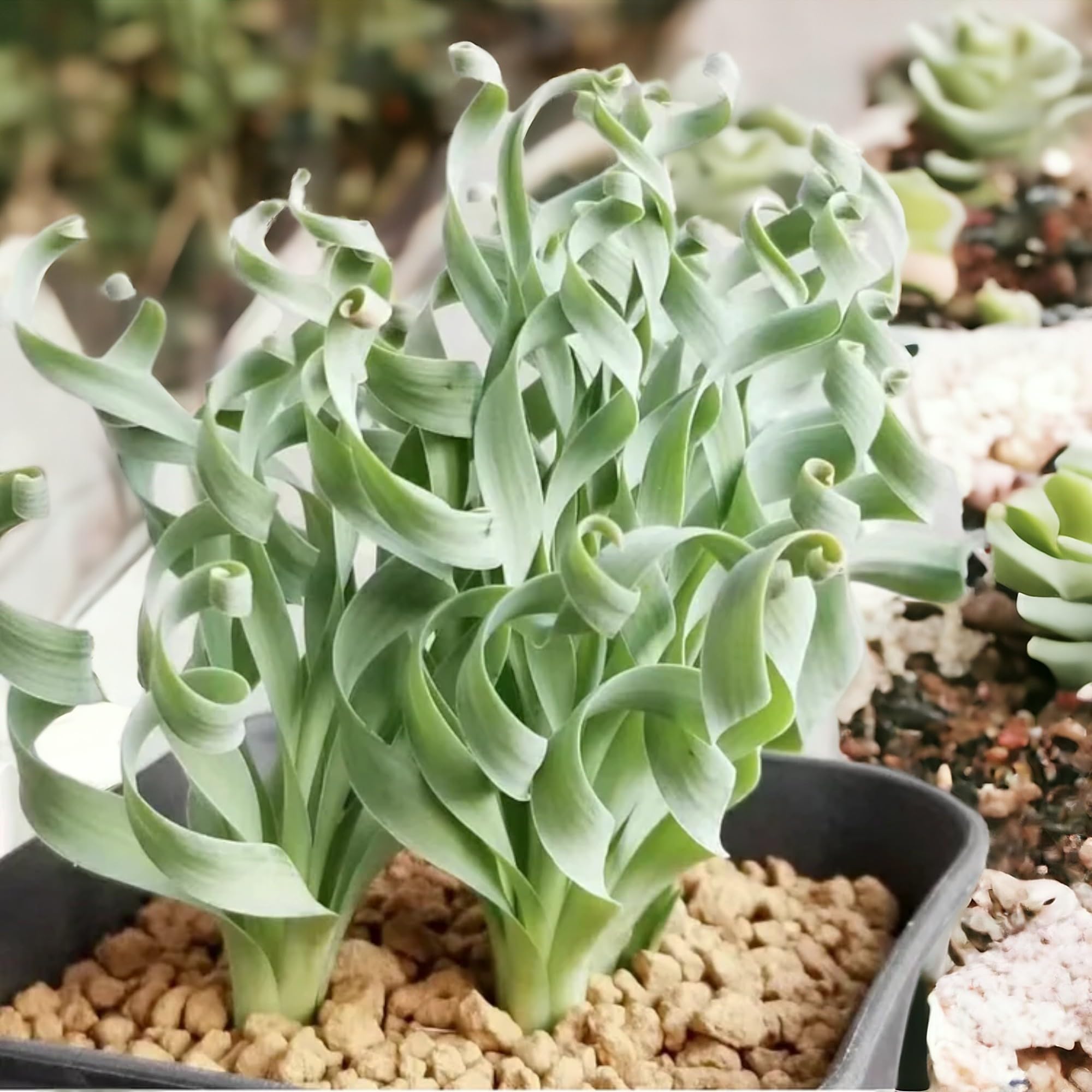 Egrow 200pcs seed bag open close-up featuring fresh succulent seeds ready to plant