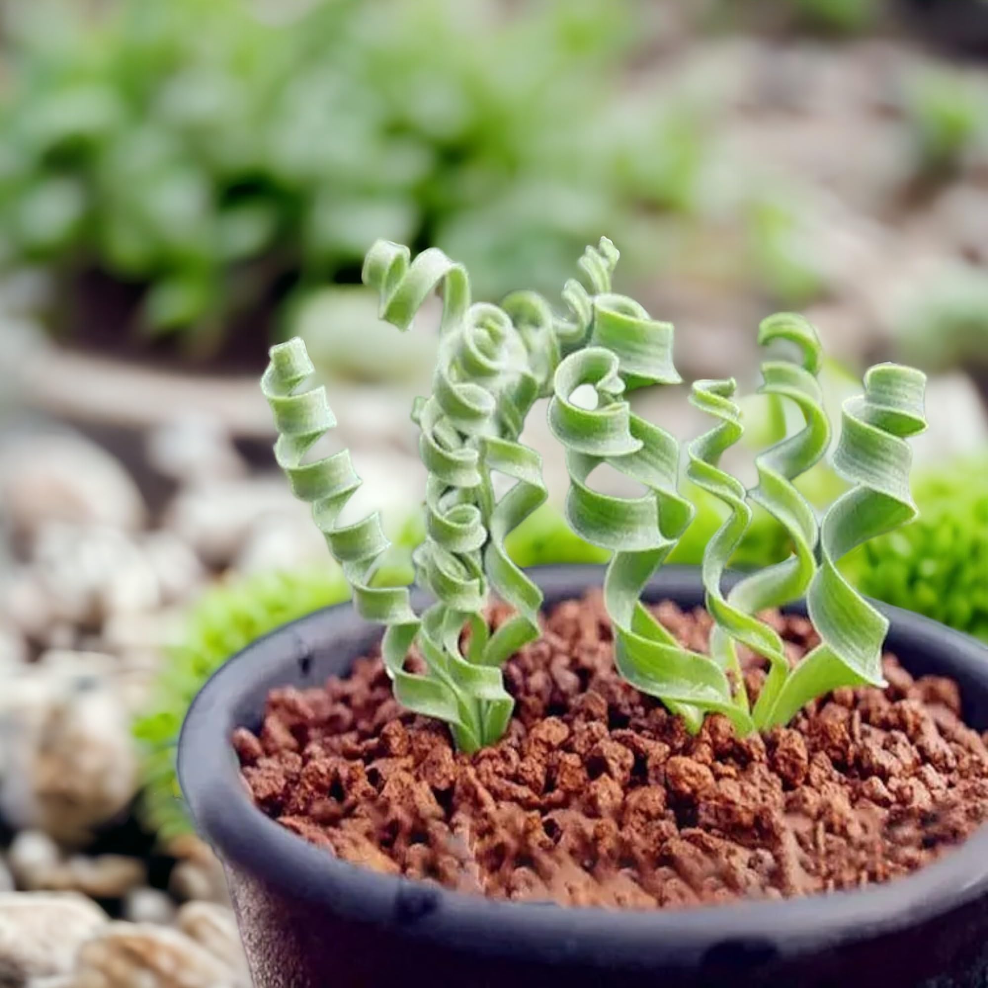 Egrow balcony garden display of seedlings thriving in natural light