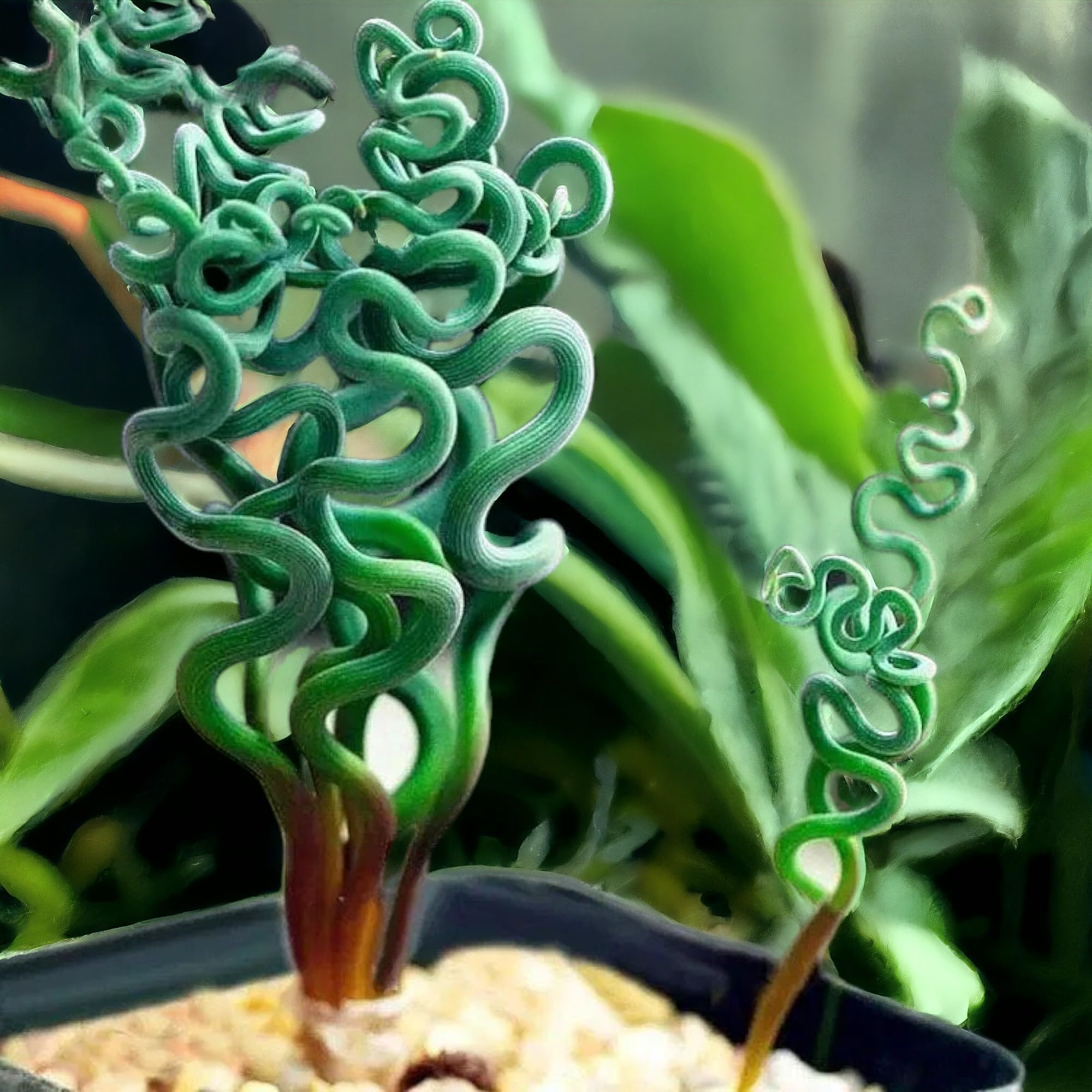 Egrow green succulents bonsai seeds on window sill for vibrant DIY greenery