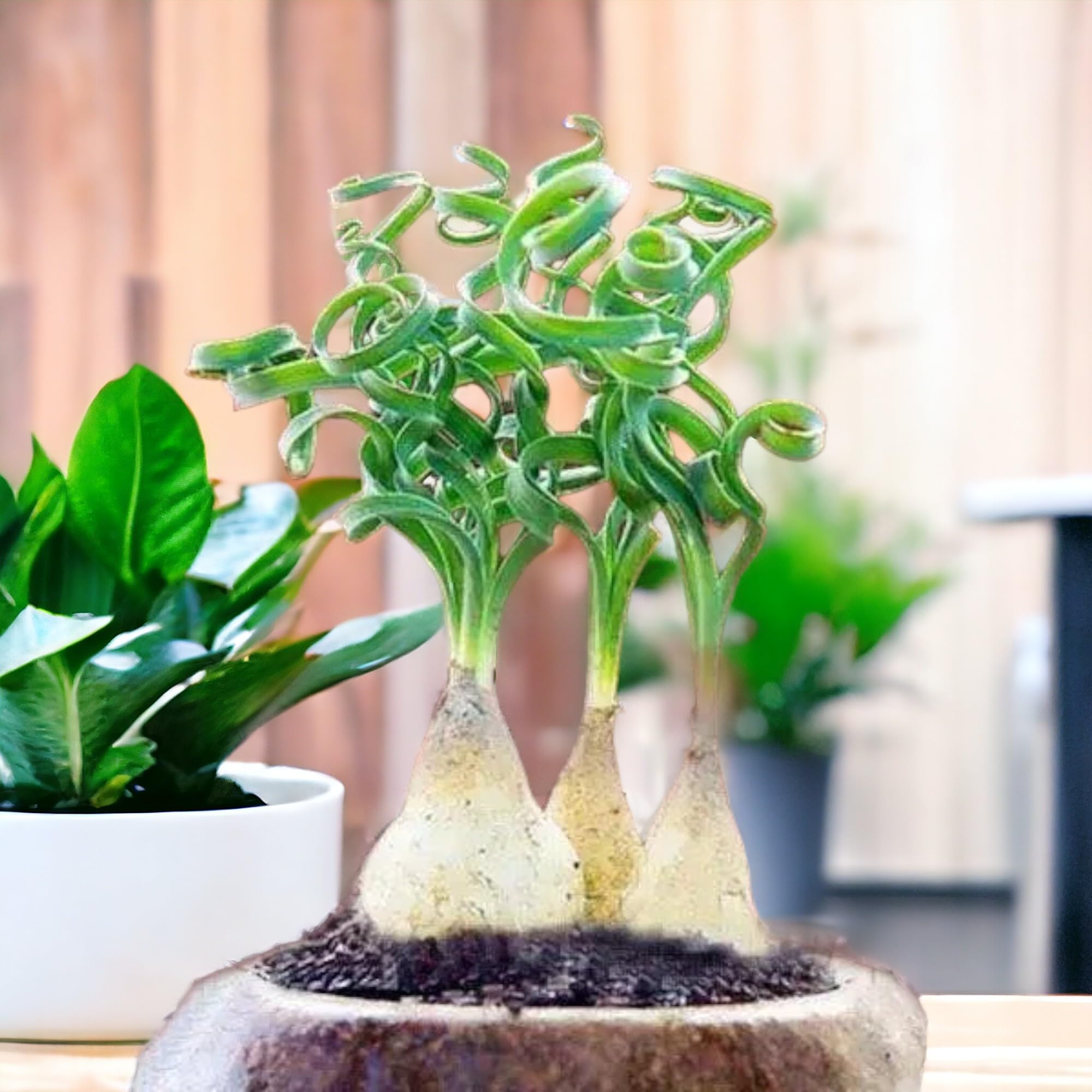 Egrow living room succulent display adds calm ambiance