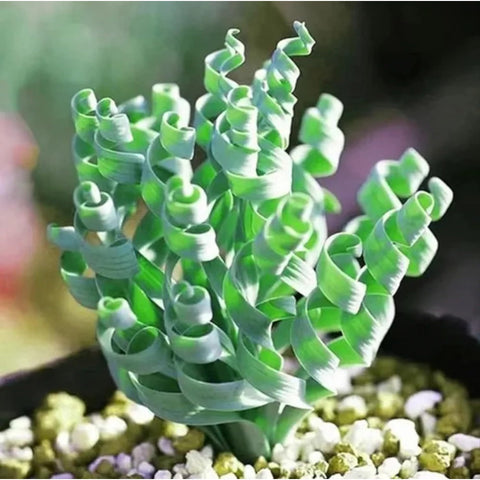Egrow office desk greenery to brighten workspace and focus