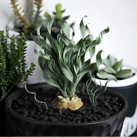Egrow simple OPP packaging for easy storage and reuse