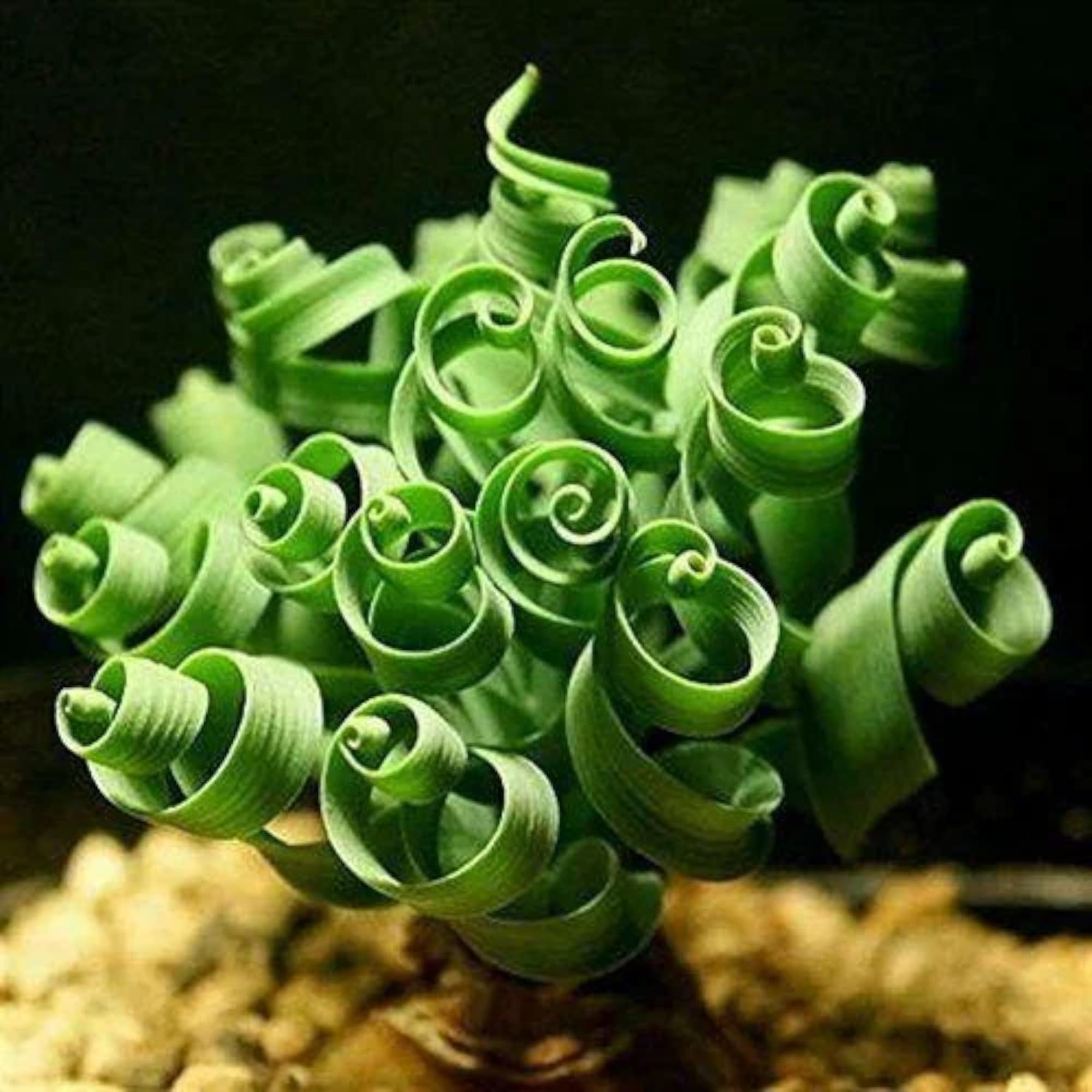 Egrow windowsill greenery display ready for indoor decor