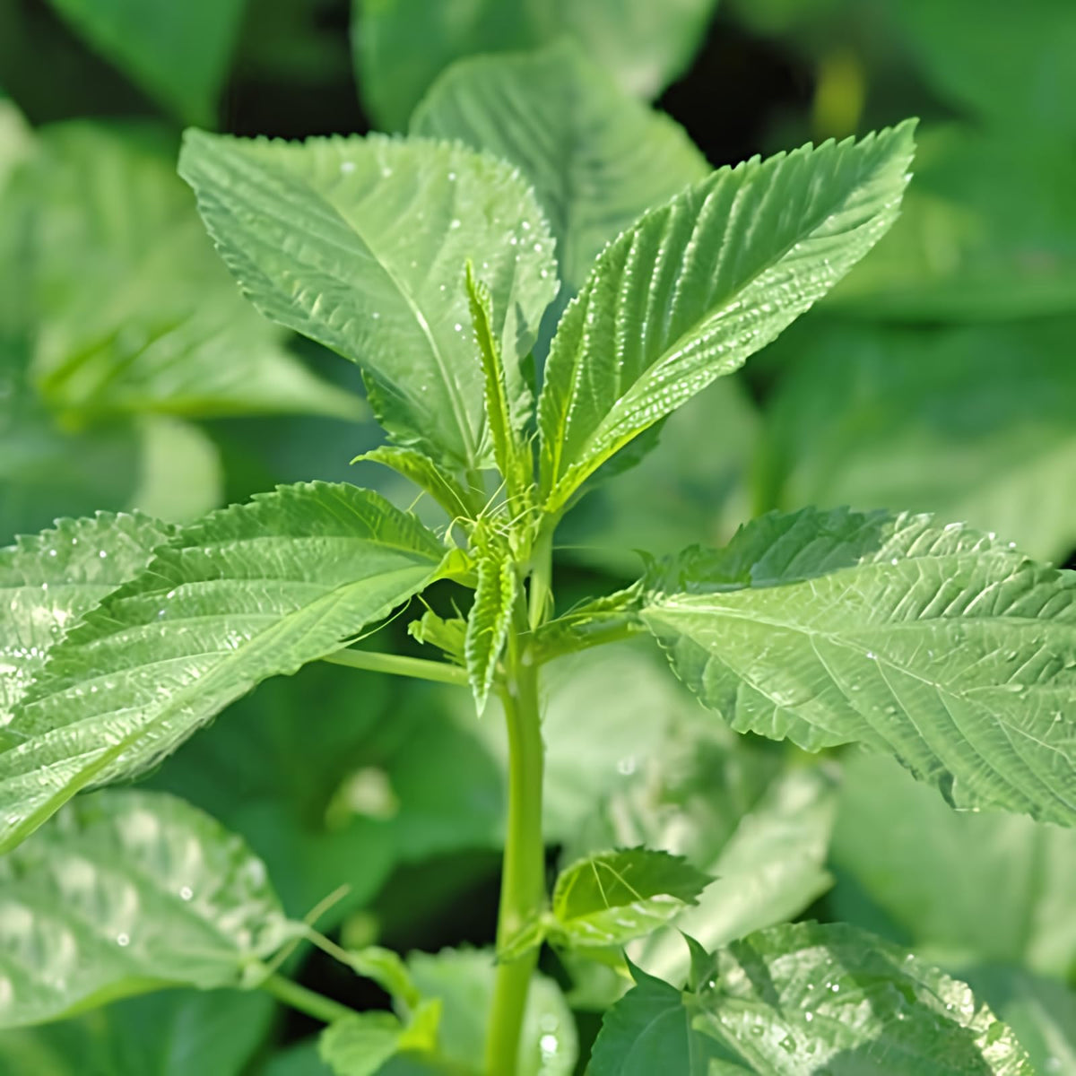 Egyptian spinach seeds for home garden, fresh molokhia greens ready for harvest.