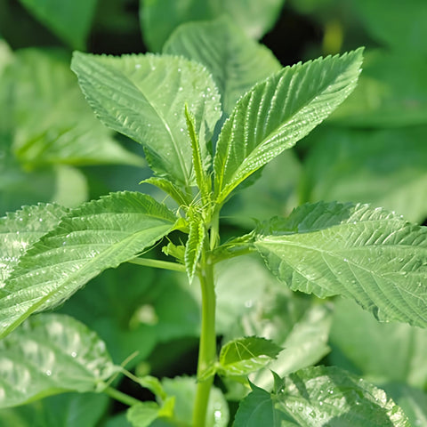 Egyptian spinach seeds for home garden, fresh molokhia greens ready for harvest.