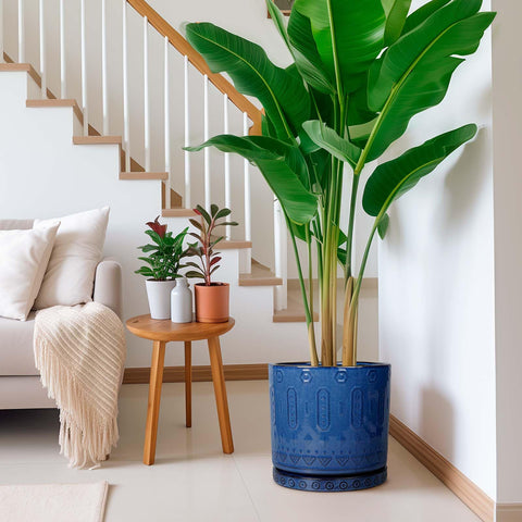 Eightpot ceramic planter with saucer provides stable setup on desks or shelves.