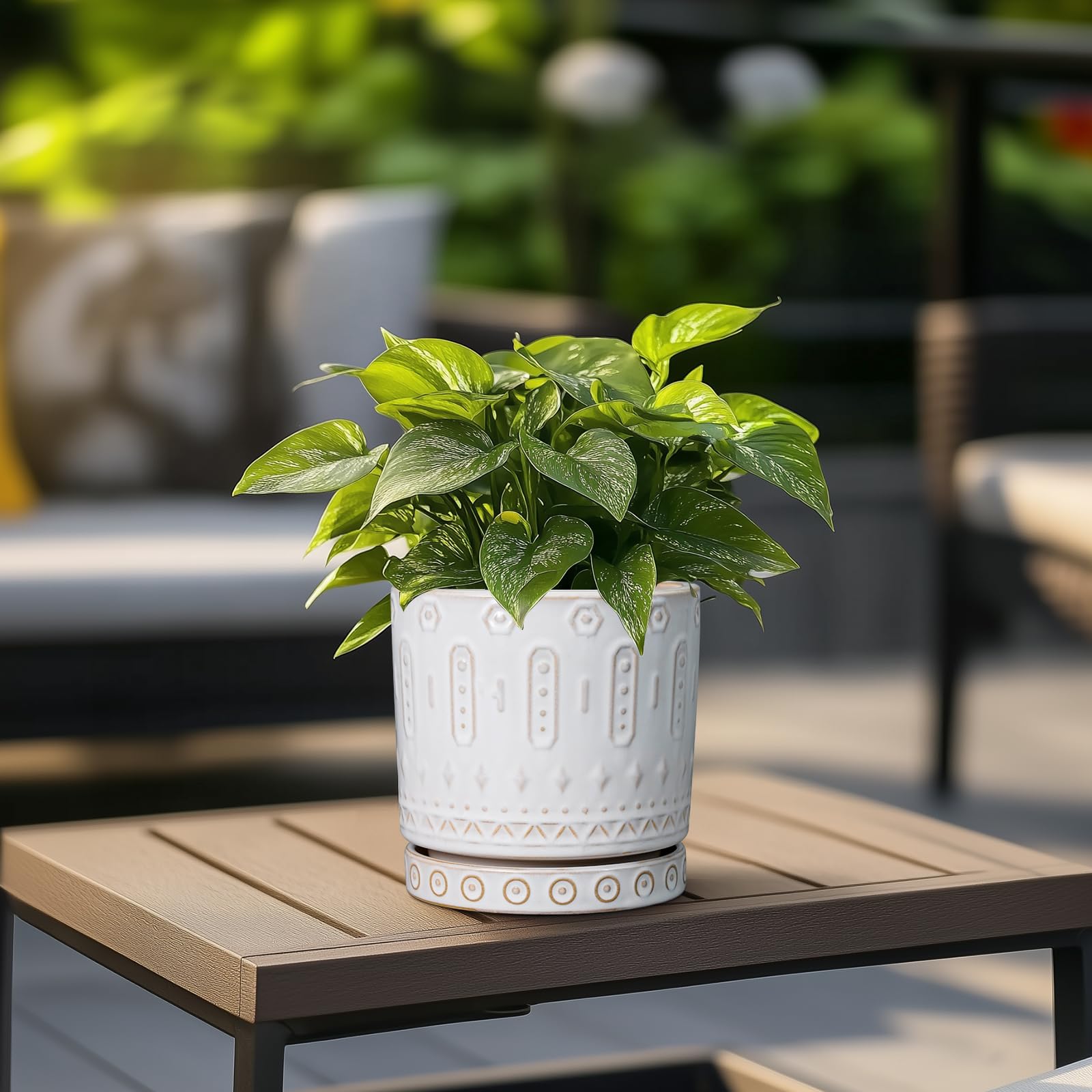 Eightpot desk plant setup shows compact elegance for office spaces.