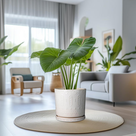Eightpot gift-worthy planter suitable for housewarmings and occasions.