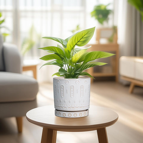Eightpot succulent in white pot emphasizes low-maintenance greenery.