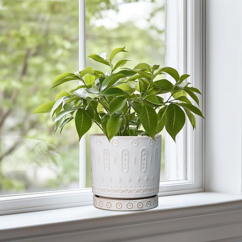 Eightpot white plant pot with saucer keeps surfaces dry and tidy.