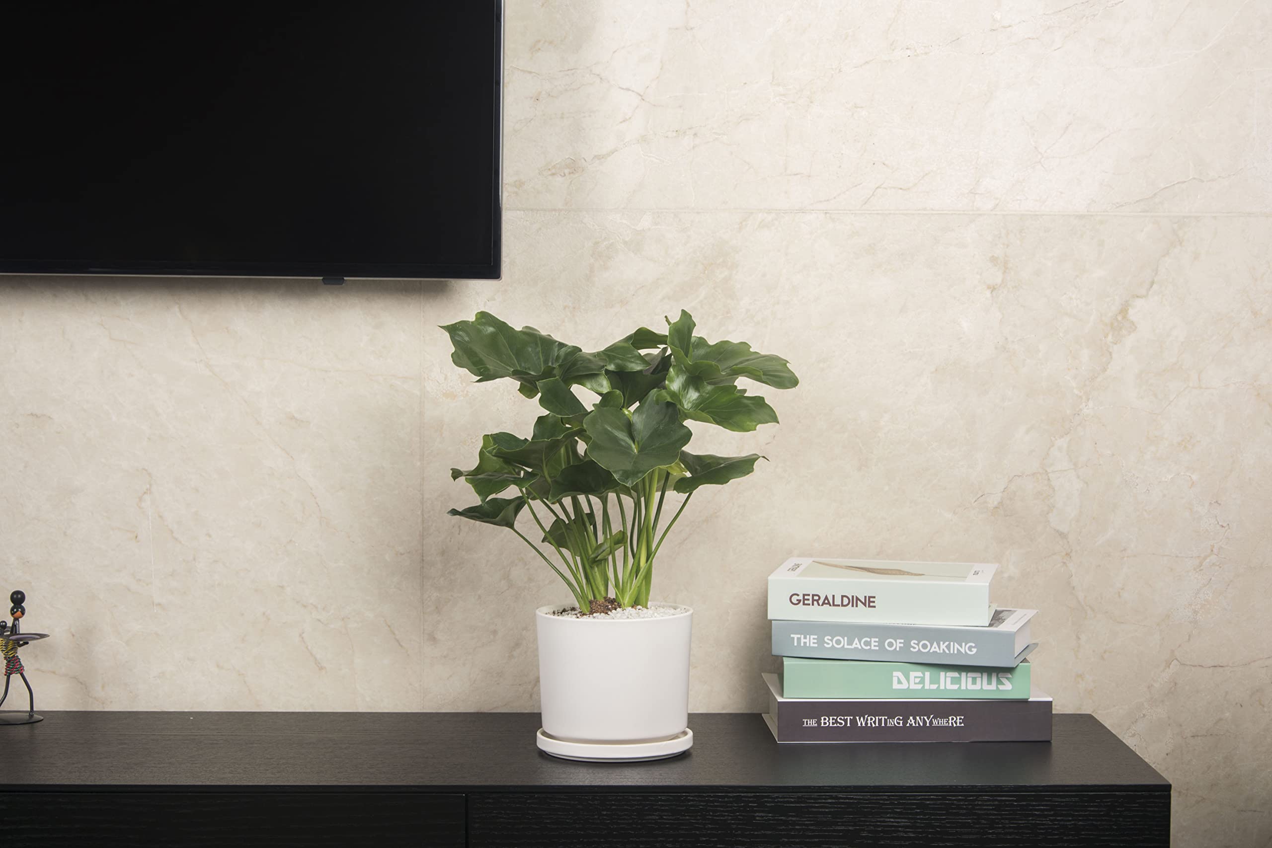 Ekirlin snake plant pot in white for home or office spaces