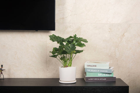 Ekirlin snake plant pot in white for home or office spaces
