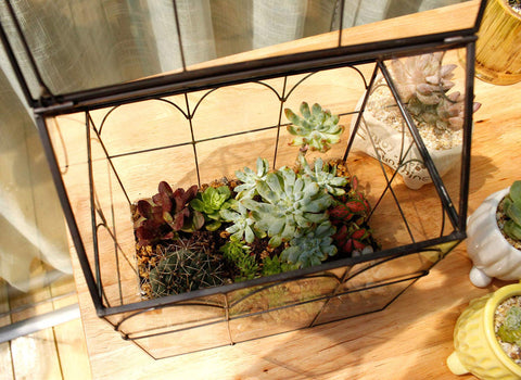 ElegantLife compact desktop terrarium fits on countertops and workspaces.