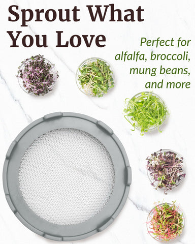 Elementi Sprouting Lids for alfalfa sprouts help you grow microgreens at home.